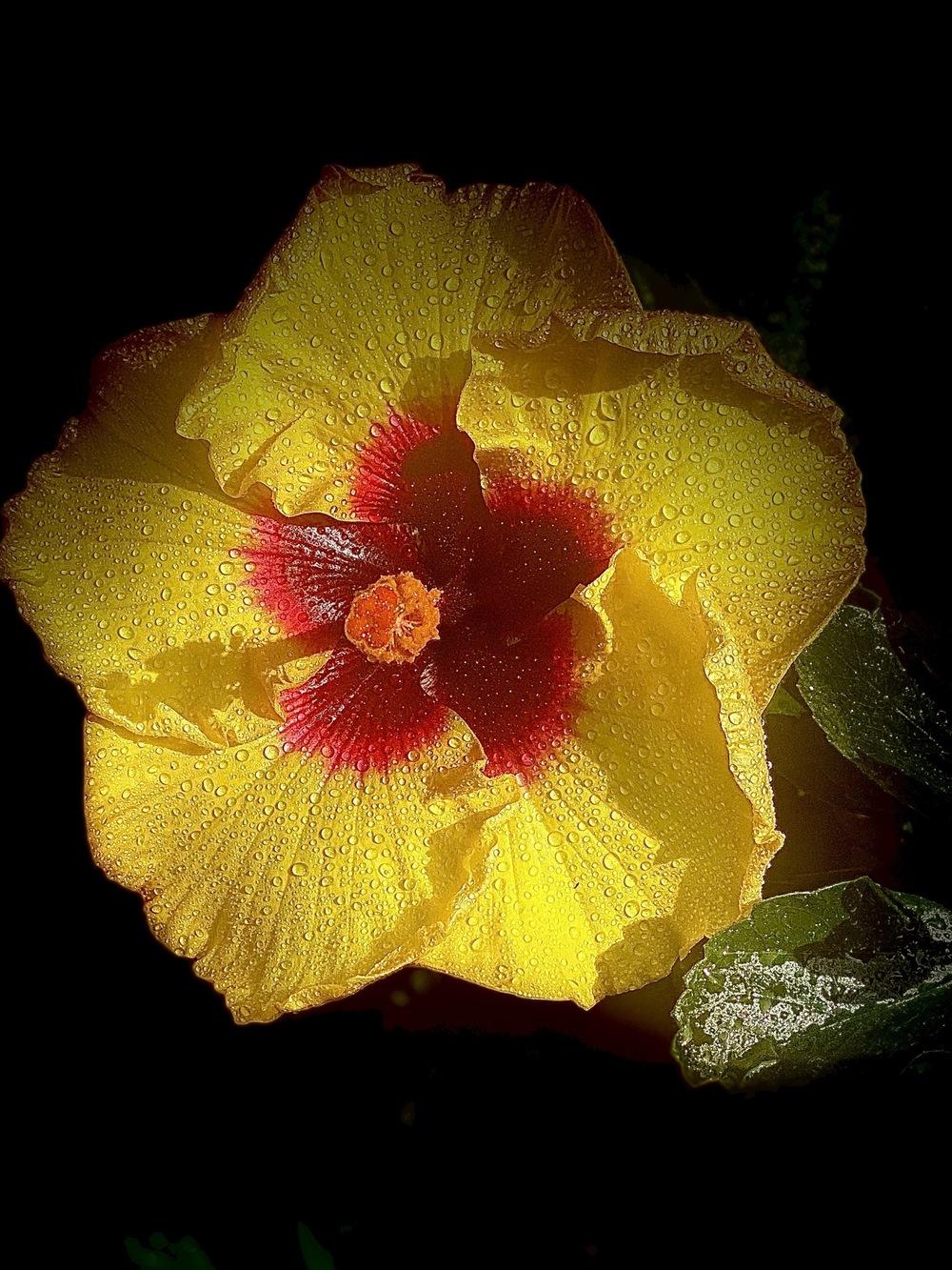 Photo of Hibiscus uploaded by Acreech1982