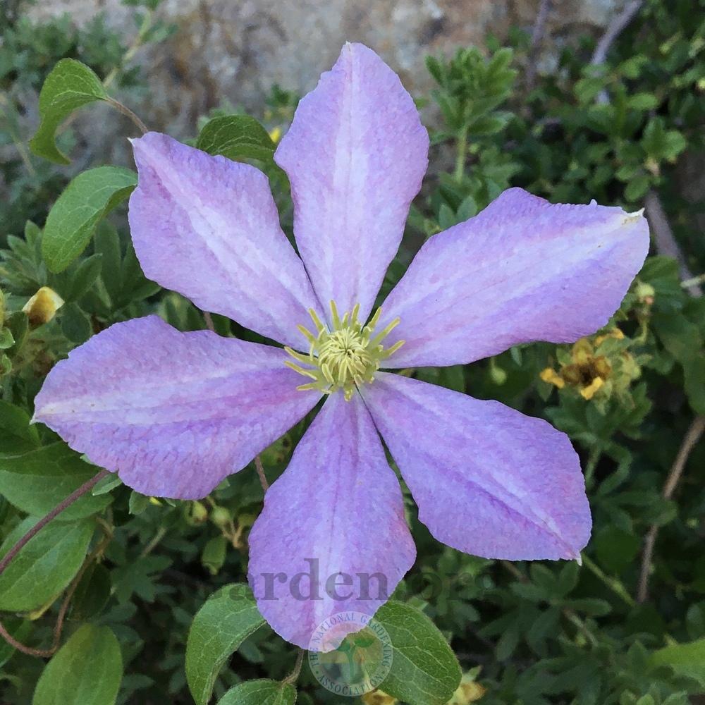 Photo of Clematis 'Comtesse de Bouchaud' uploaded by BlueOddish