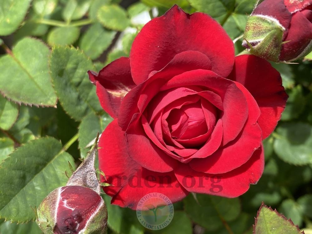 Photo of Rose (Rosa 'Daniela Kordana') uploaded by jnd1126
