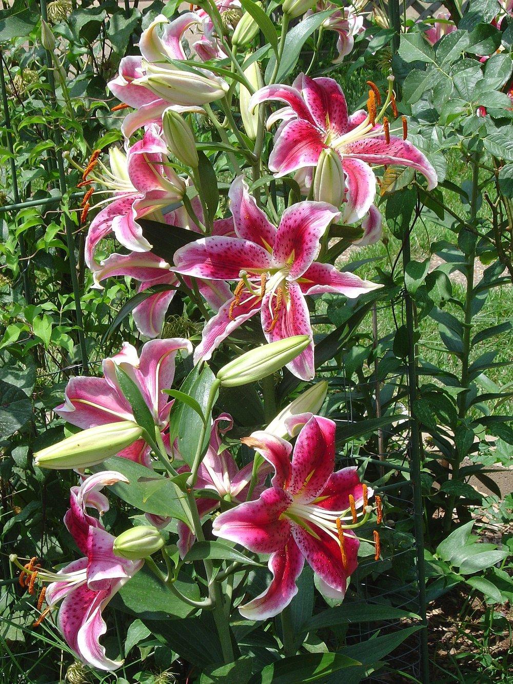 Photo of Oriental Lily (Lilium 'Star Gazer') uploaded by GardensJohn