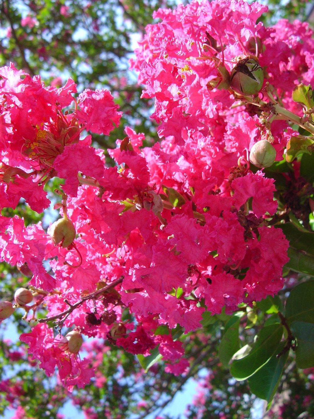 Photo of Crepe Myrtle (Lagerstroemia Pink Velour®) uploaded by GardensJohn