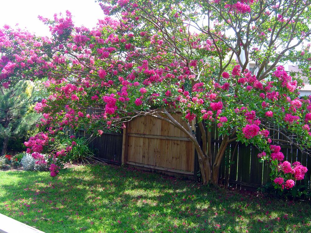 Photo of Crepe Myrtle (Lagerstroemia Pink Velour®) uploaded by GardensJohn