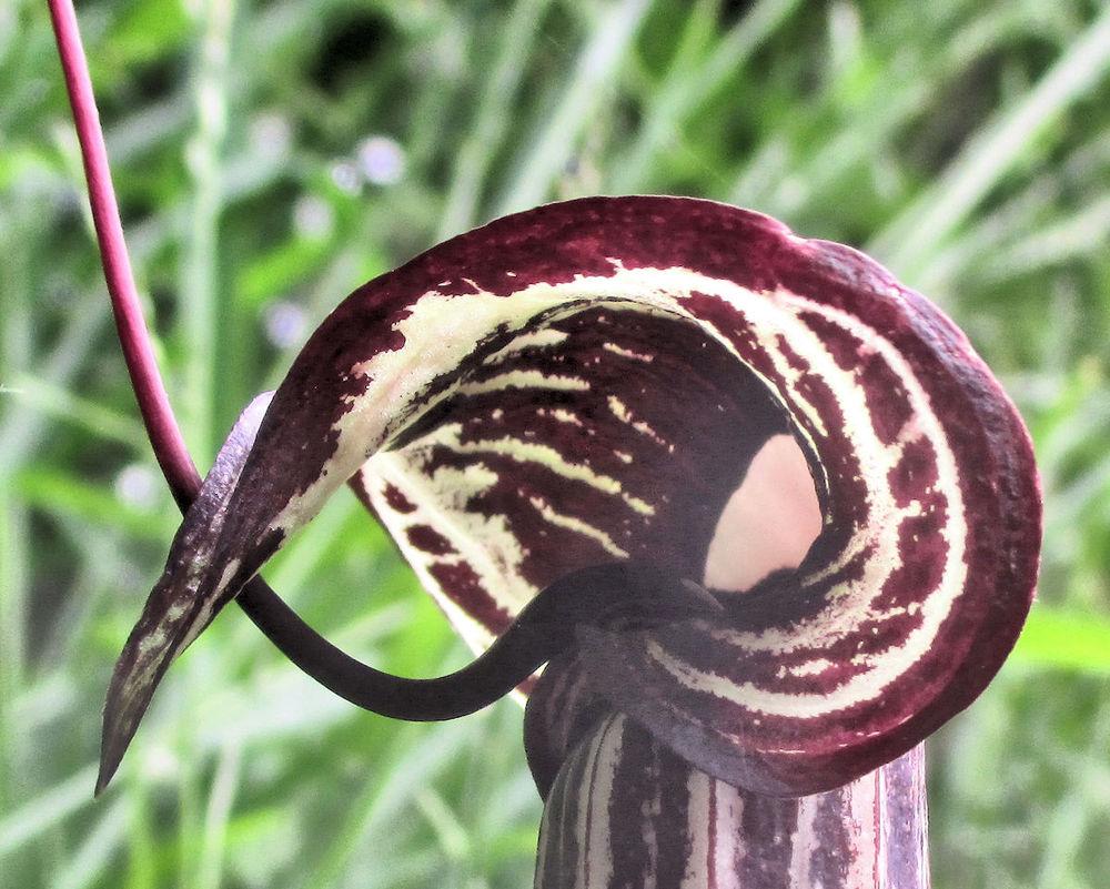 Photo of Japanese Cobra Lily (Arisaema kiushianum) uploaded by Strever