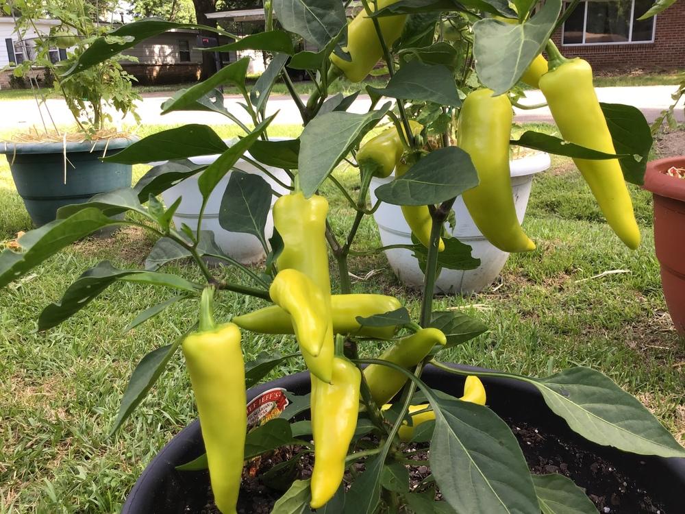 Photo of Hot Banana Pepper (Capsicum annuum 'Hungarian Hot Wax') uploaded by gardenfish