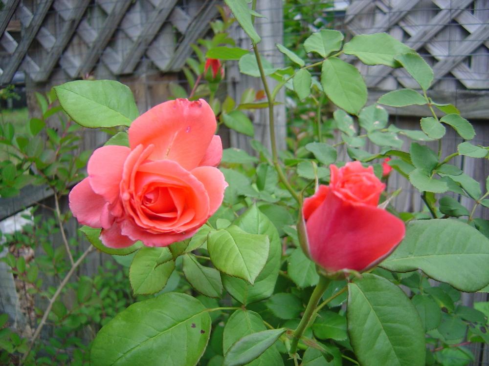 Photo of Rose (Rosa 'America') uploaded by GardensJohn