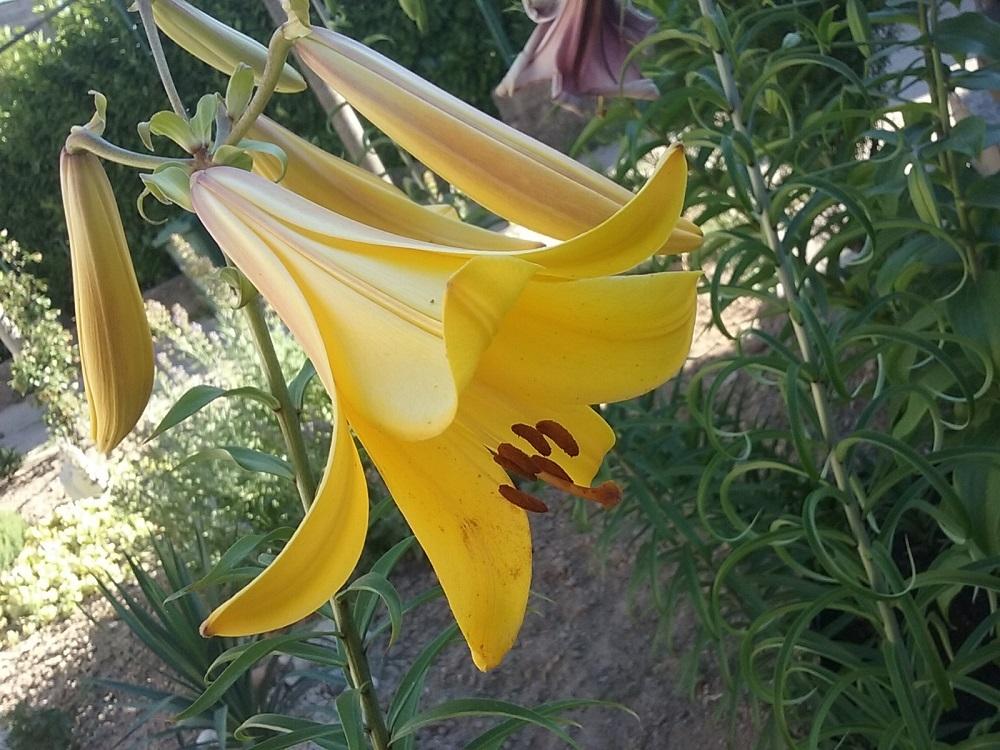 Photo of Lily (Lilium Golden Splendor) uploaded by Lucius93