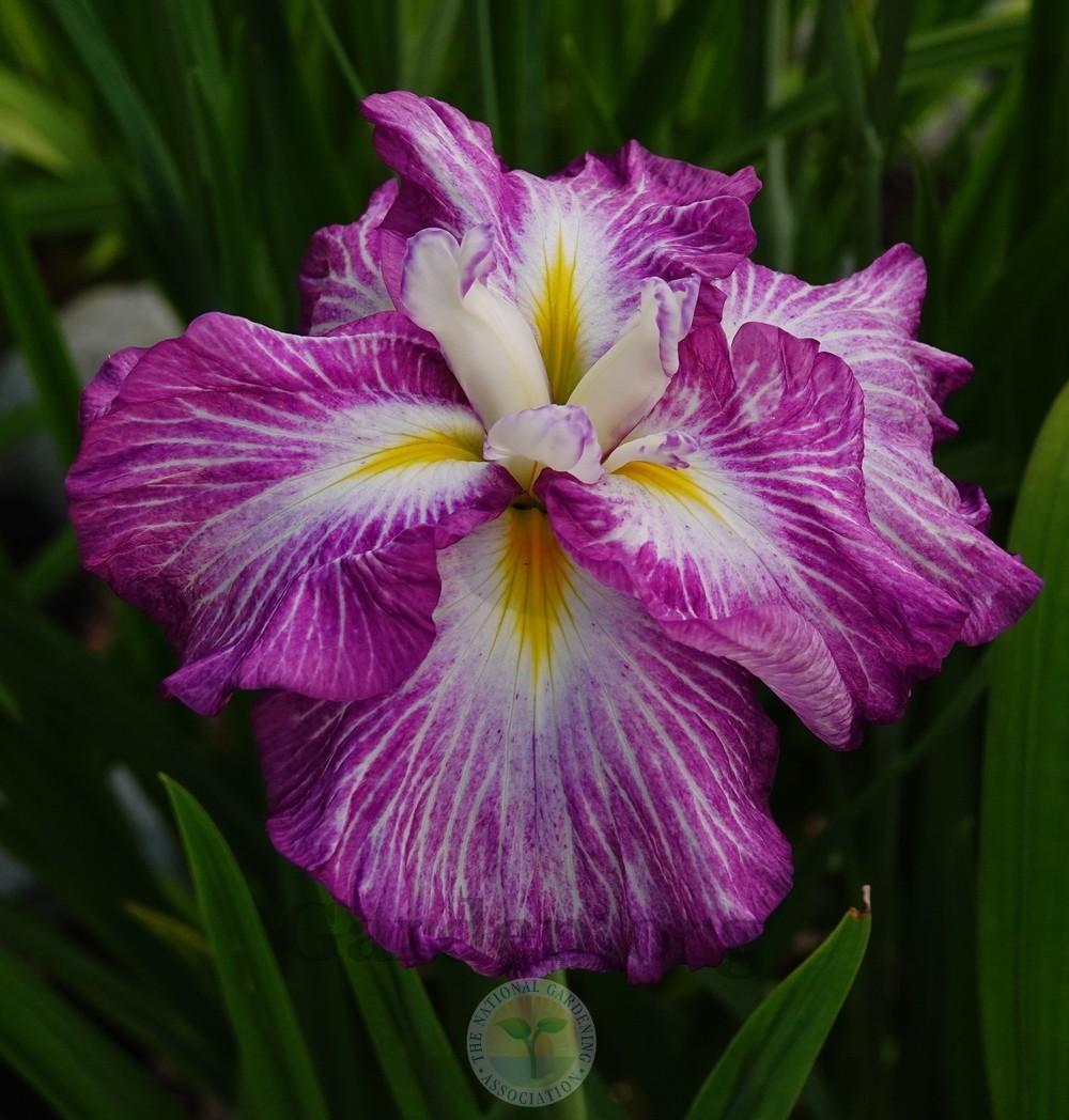 Photo of Japanese Iris (Iris ensata 'Sunrise Ridge') uploaded by Patty