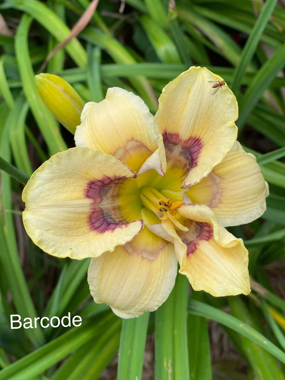 Photo of Daylily (Hemerocallis 'Barcode') uploaded by Whiteblee