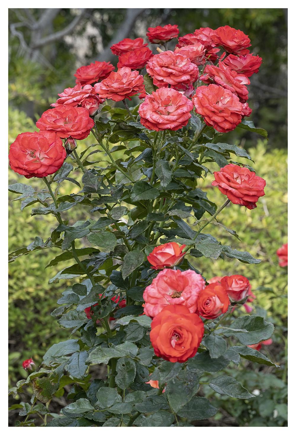 Photo of Rose (Rosa 'Planten un Blomen') uploaded by kohala