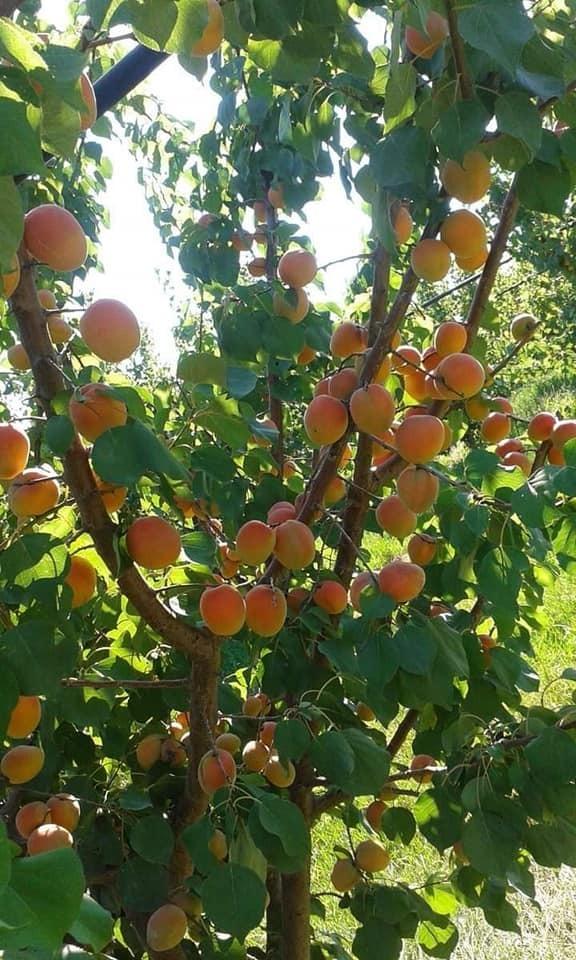 Photo of Apricots (Prunus armeniaca) uploaded by robertduval14