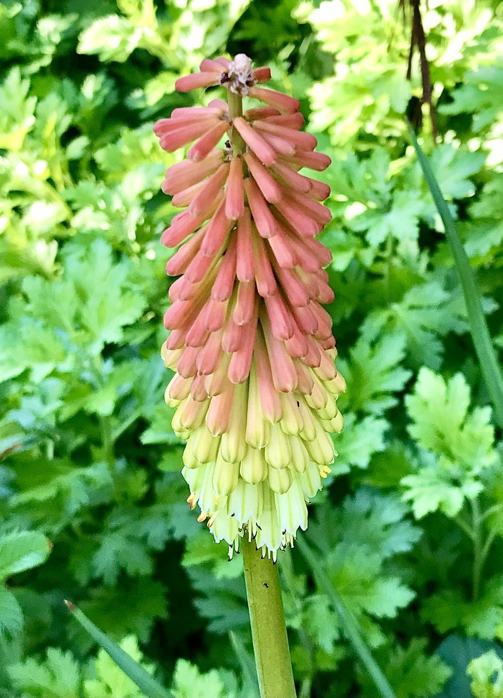 Photo of Torch Lilies (Kniphofia) uploaded by BeautifulRoots