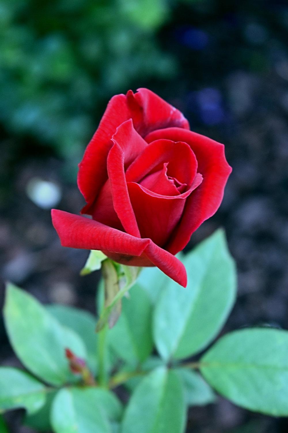 Photo of Hybrid Tea Rose (Rosa 'Mister Lincoln') uploaded by GardensJohn