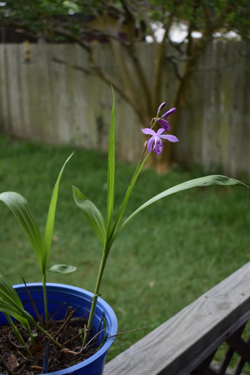 Photo of Chinese Ground Orchid (Bletilla striata) uploaded by GardensJohn