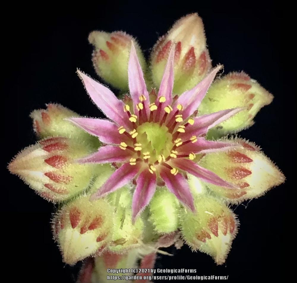 Photo of Hen and Chicks (Sempervivum 'Elaine') uploaded by GeologicalForms