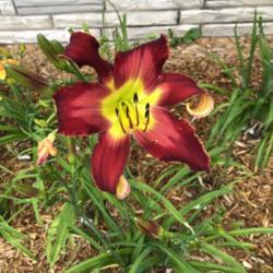 Location: 52301
Date: 6/26/2021
First bloom of the year