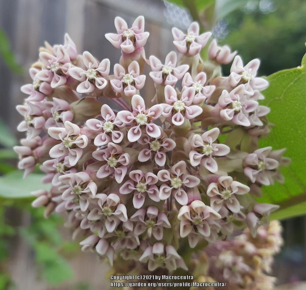 Photo of Common Milkweed (Asclepias syriaca) uploaded by Macrocentra