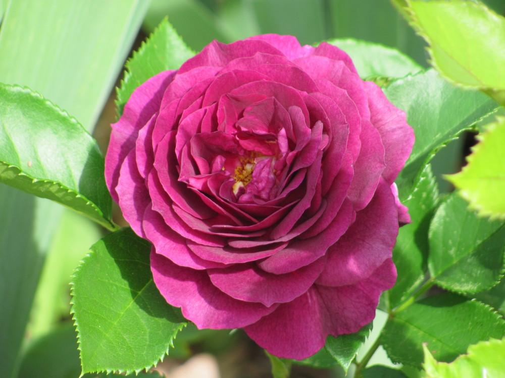 Photo of Rose (Rosa 'Ebb Tide') uploaded by roseman2000