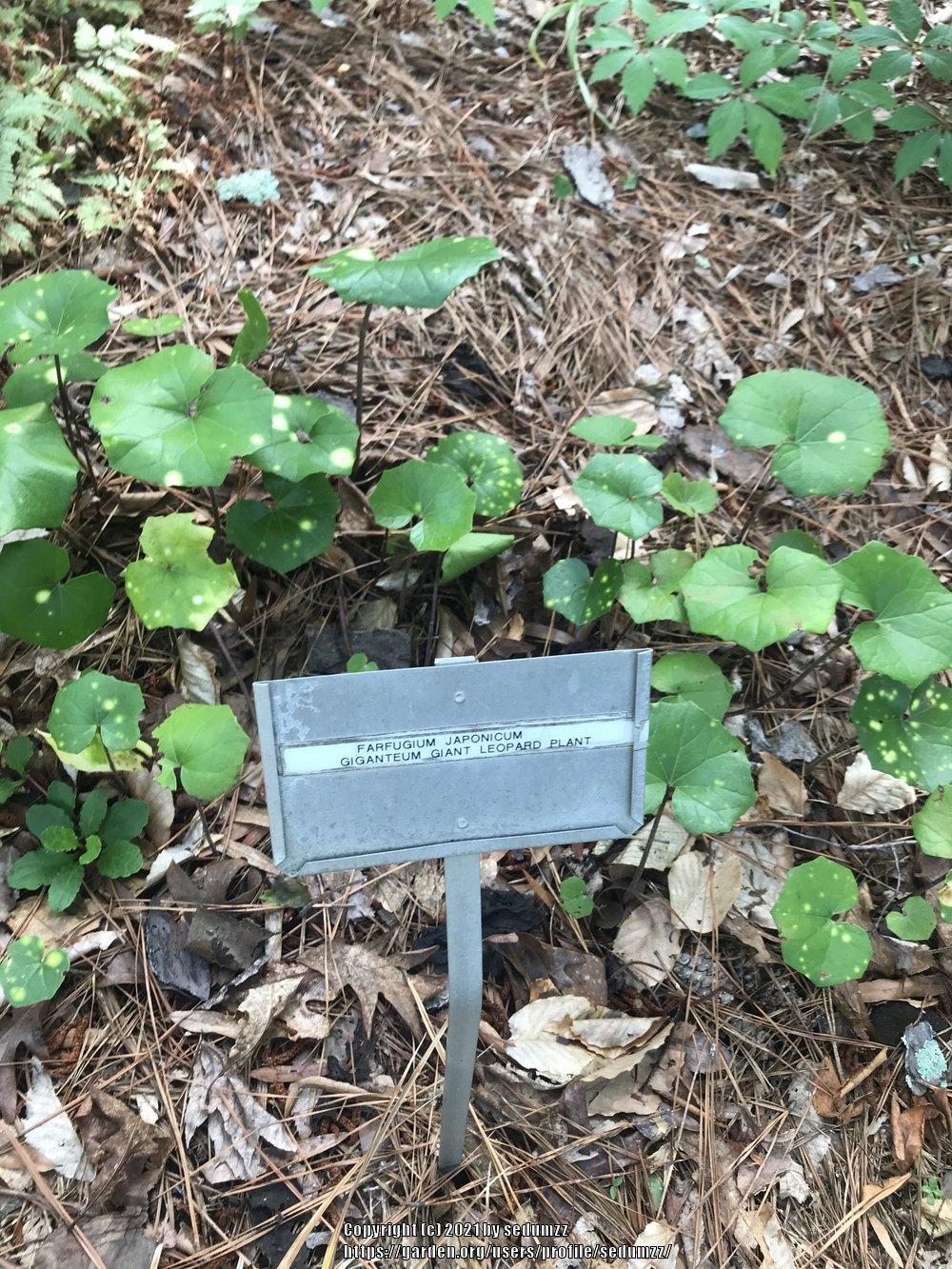 Photo of Leopard Plant (Farfugium japonicum) uploaded by sedumzz
