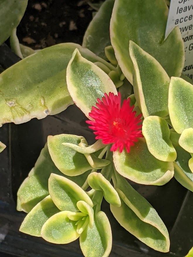 Photo of Baby Sunrose (Mesembryanthemum Mezoo™ Trailing Red) uploaded by Joy