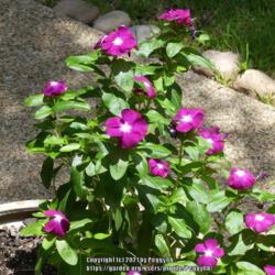 Location: Temple, Texas
Date: 2020-07-12
NOID at buy, but possibly Catharanthus Roseus 'Pacifica Deep Orch