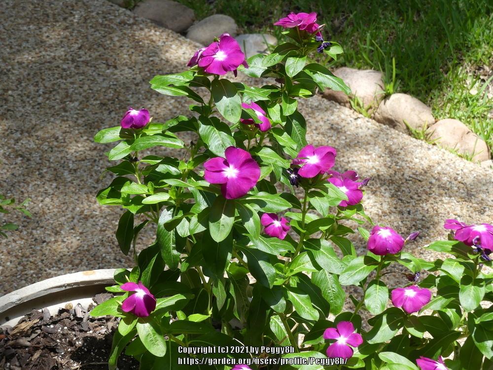 Photo of Vinca (Catharanthus roseus) uploaded by Peggy8b