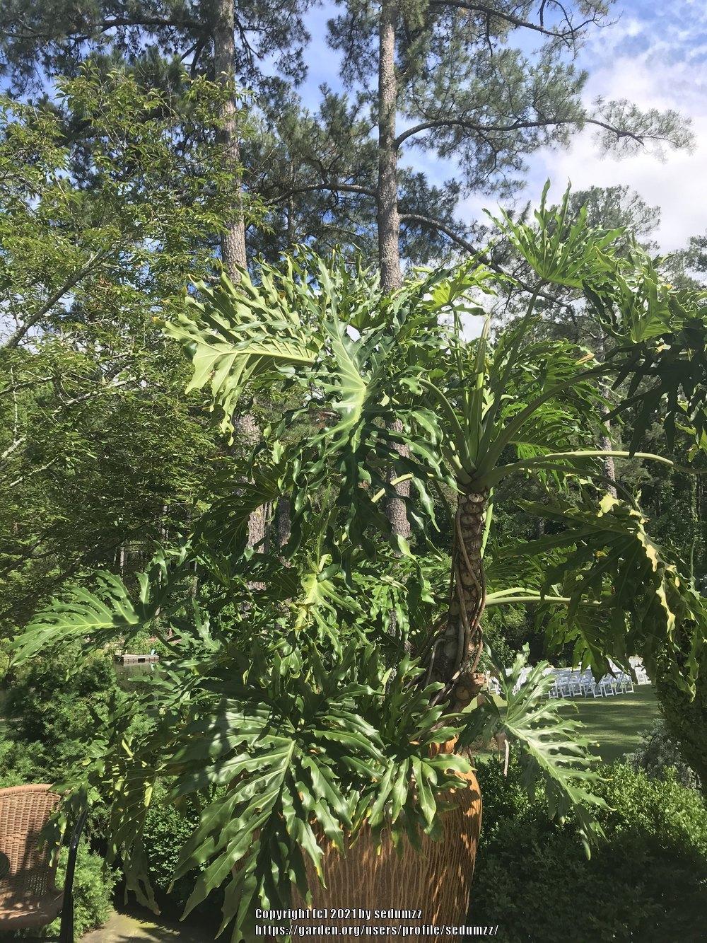 Photo of Tree Philodendron (Thaumatophyllum bipinnatifidum) uploaded by sedumzz