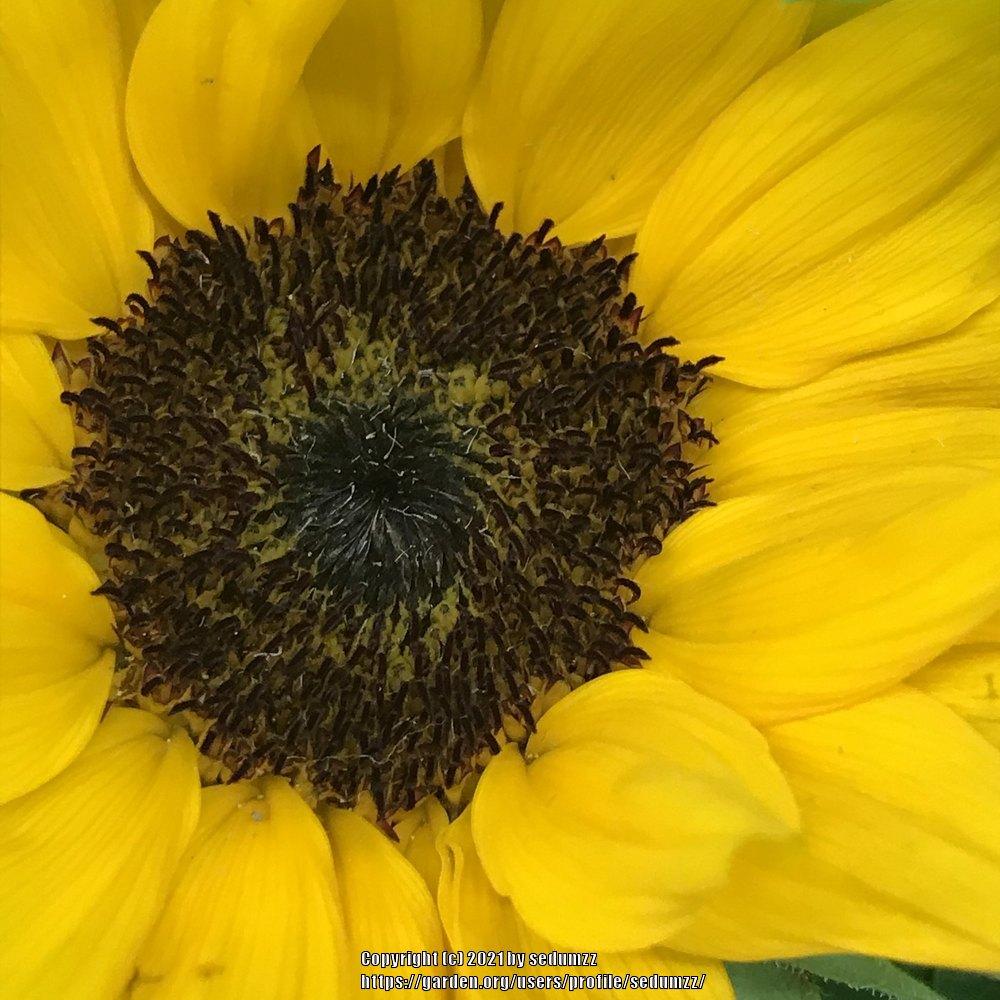 Photo of Sunflowers (Helianthus annuus) uploaded by sedumzz