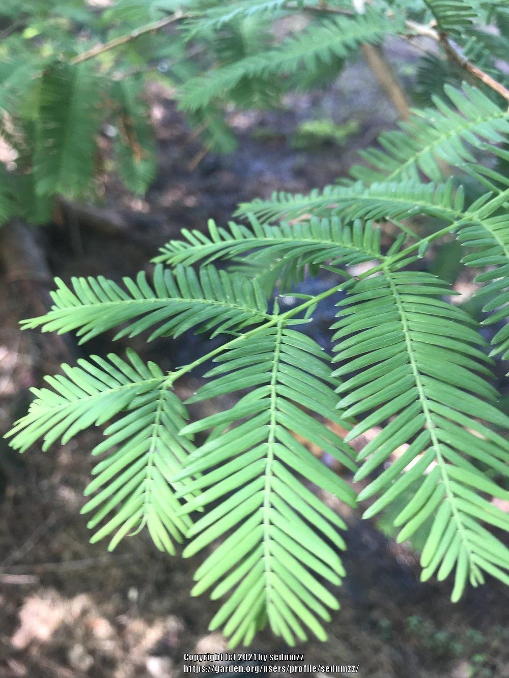 Photo of Dawn Redwood (Metasequoia glyptostroboides) uploaded by sedumzz