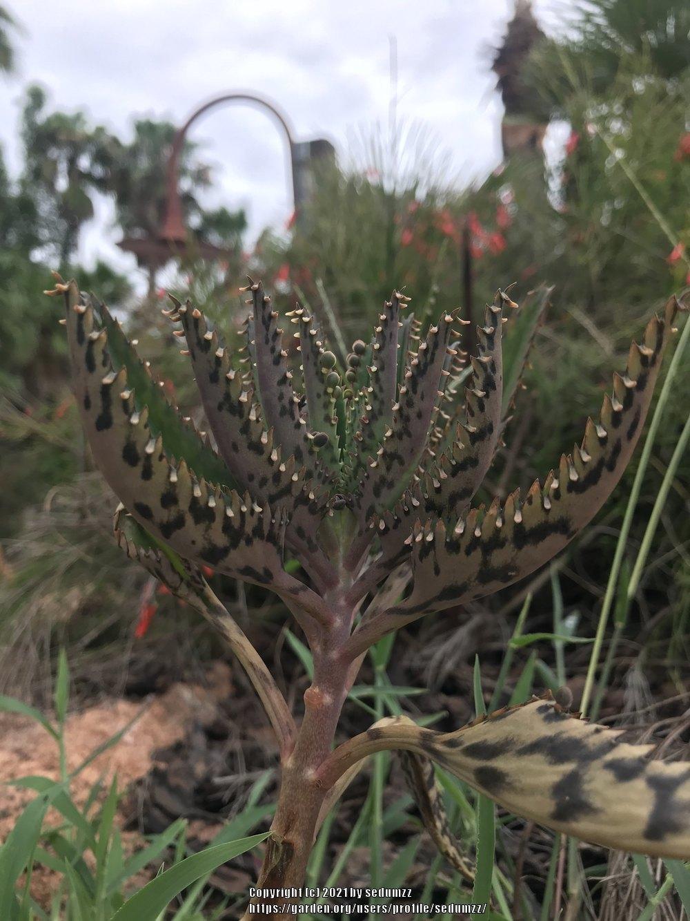 Photo of Mother of Thousands (Kalanchoe 'Houghtonii') uploaded by sedumzz