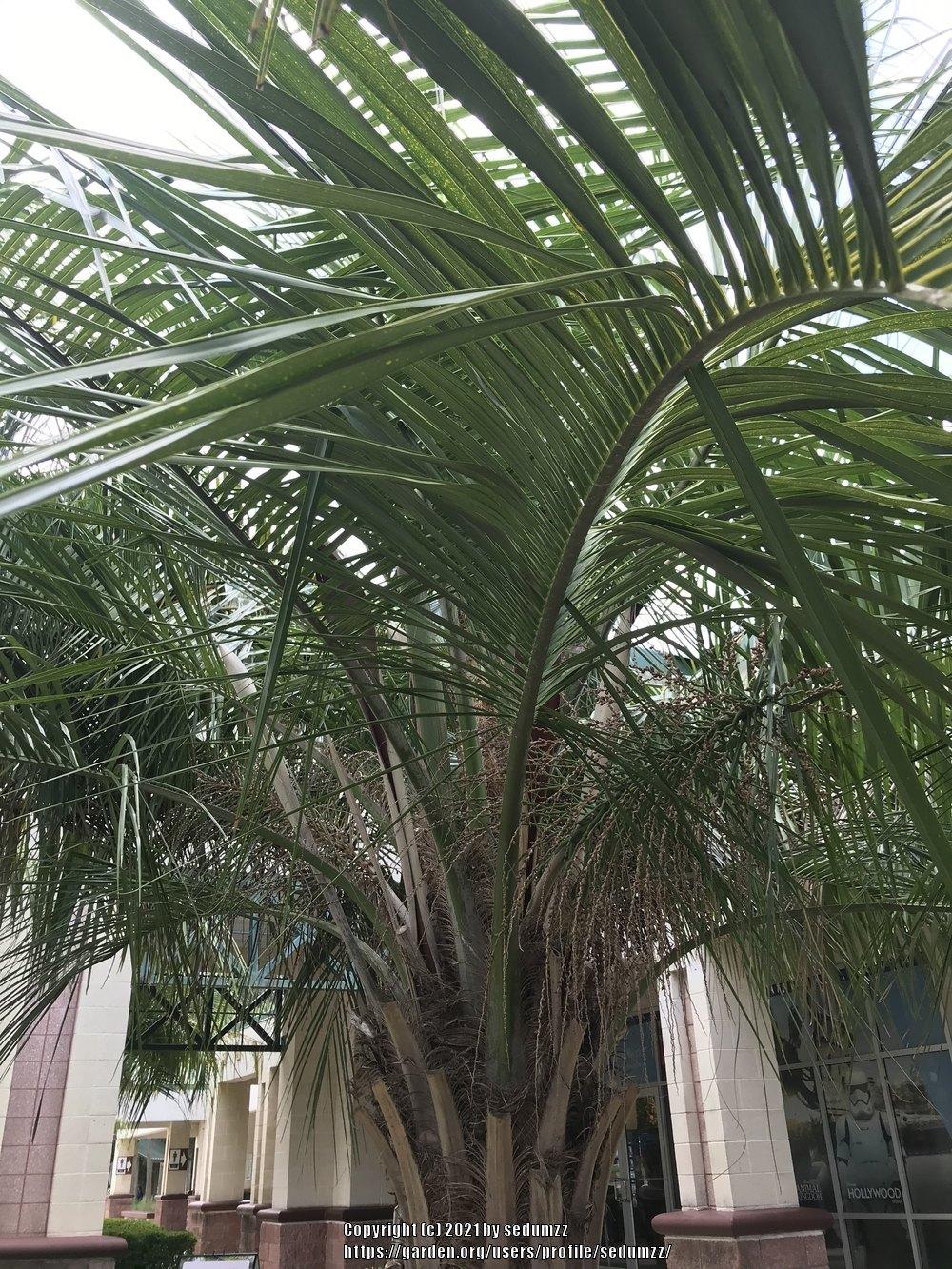 Photo of Pygmy Date Palm (Phoenix roebelenii) uploaded by sedumzz
