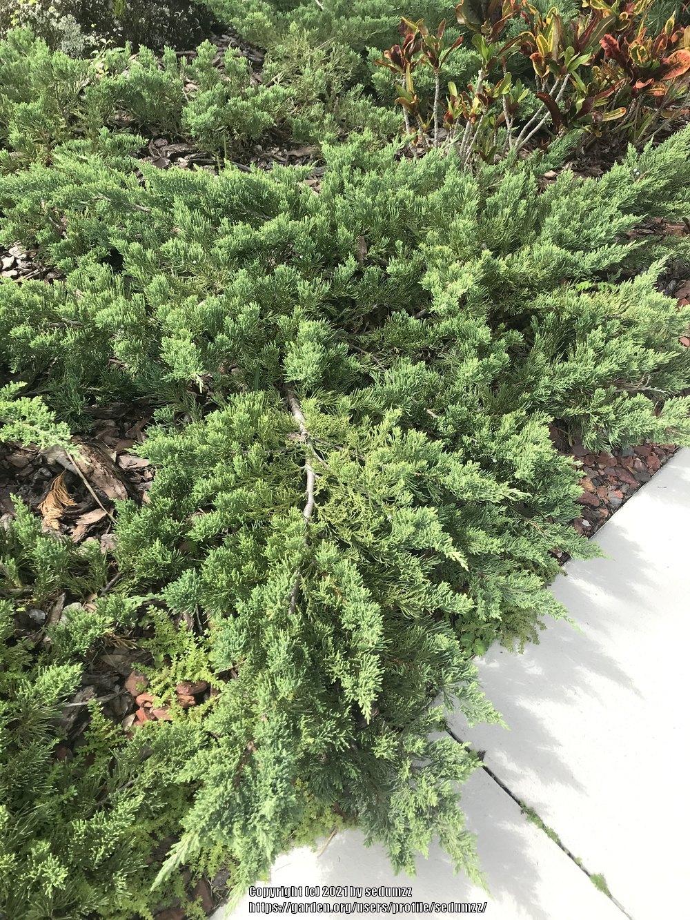 Photo of Juniper (Juniperus) uploaded by sedumzz