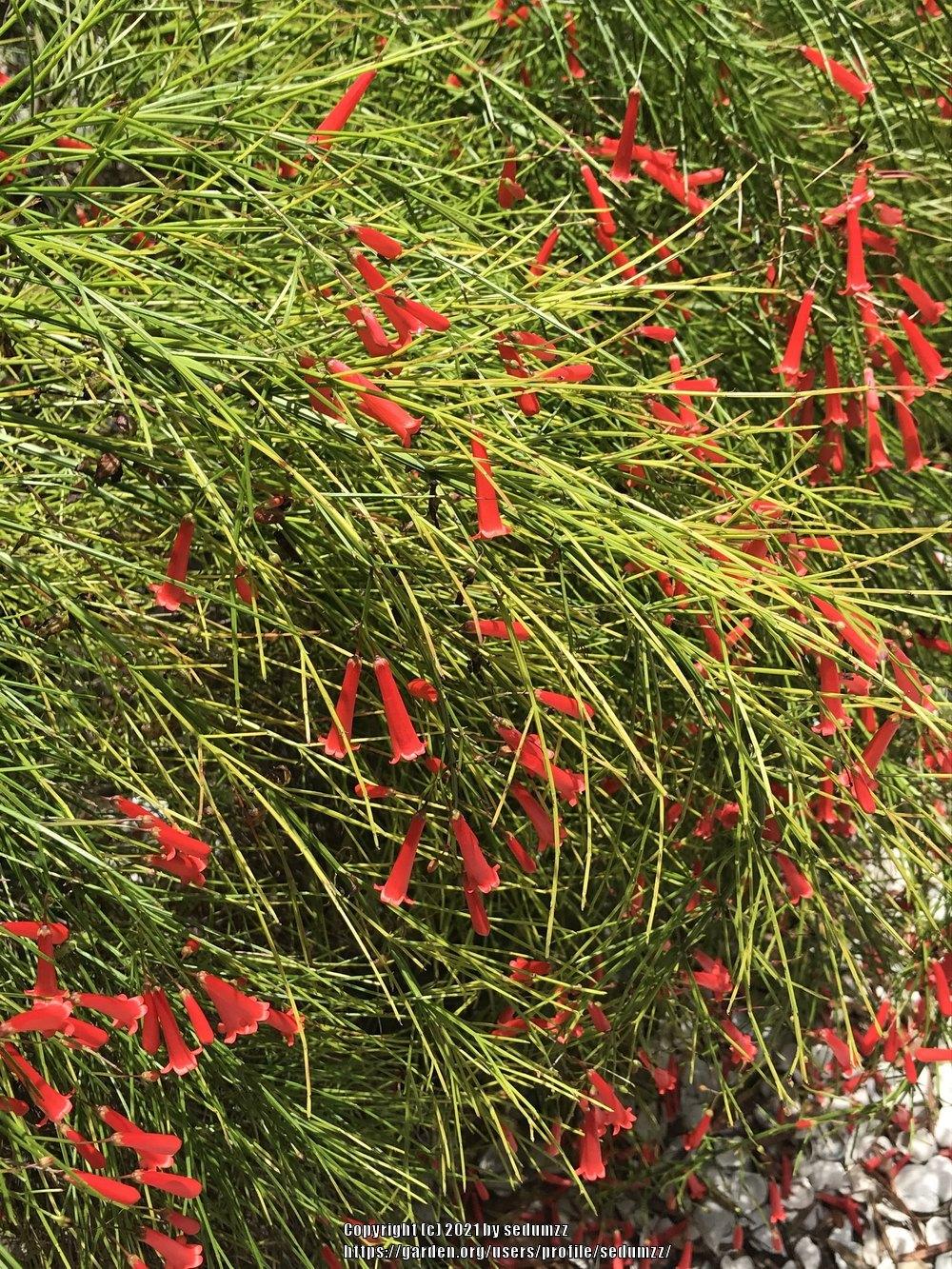 Photo of Firecracker Plant (Russelia equisetiformis) uploaded by sedumzz