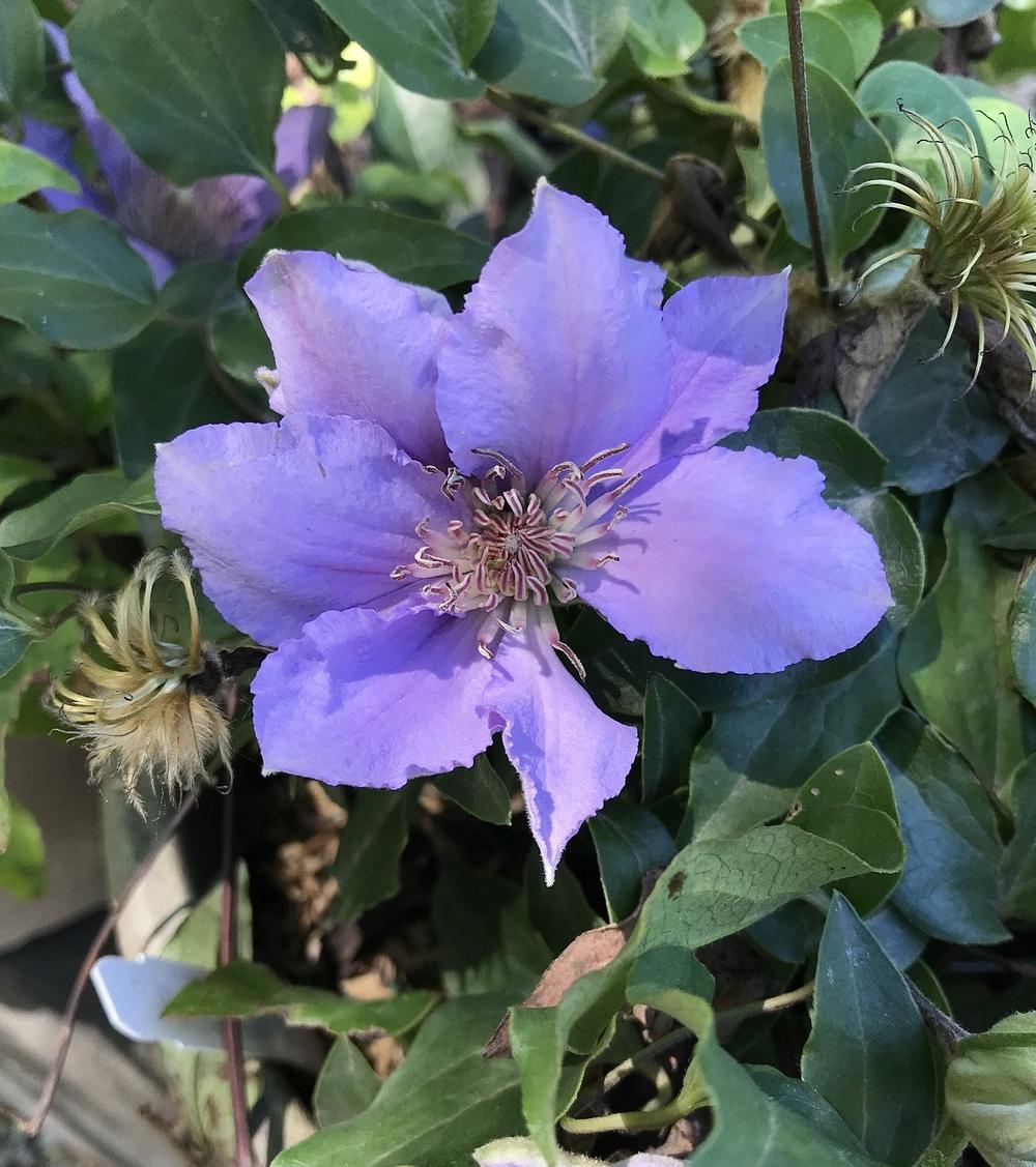 Photo of Clematis Filigree™ uploaded by BeautifulRoots