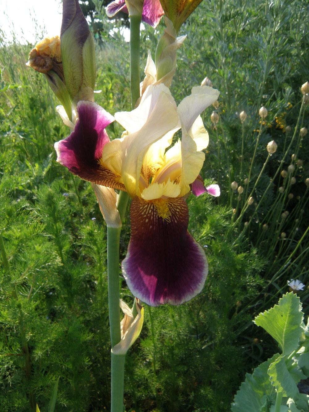 Photo of Tall Bearded Iris (Iris 'Shah Jehan') uploaded by IrisLilli