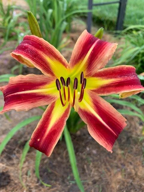 Photo of Daylily (Hemerocallis 'A Little Fire, Scarecrow') uploaded by jkporter