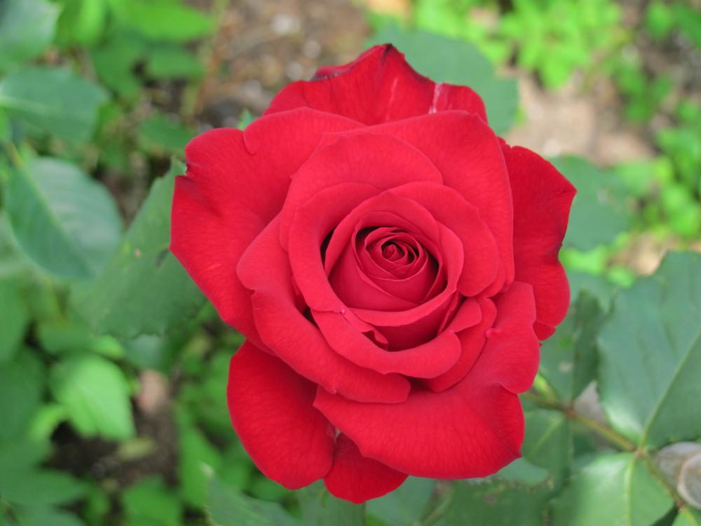 Photo of Rose (Rosa 'Olympiad') uploaded by roseman2000