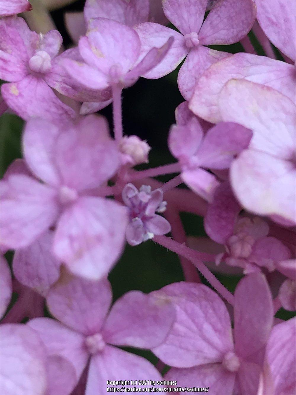 Photo of Bigleaf Hydrangea (Hydrangea macrophylla Endless Summer® The Original) uploaded by sedumzz