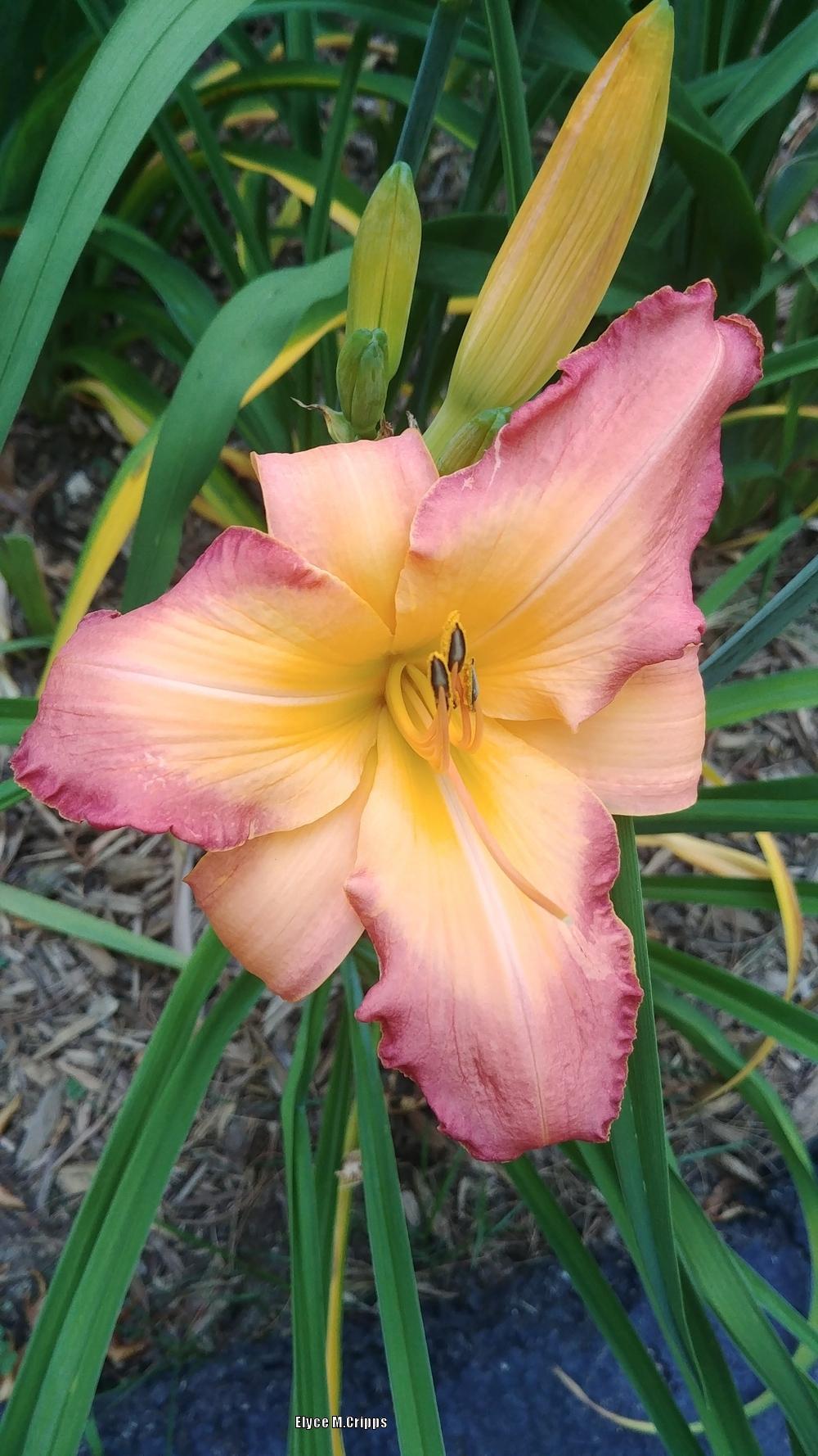 Photo of Daylily (Hemerocallis 'Two Sues') uploaded by ElyceC