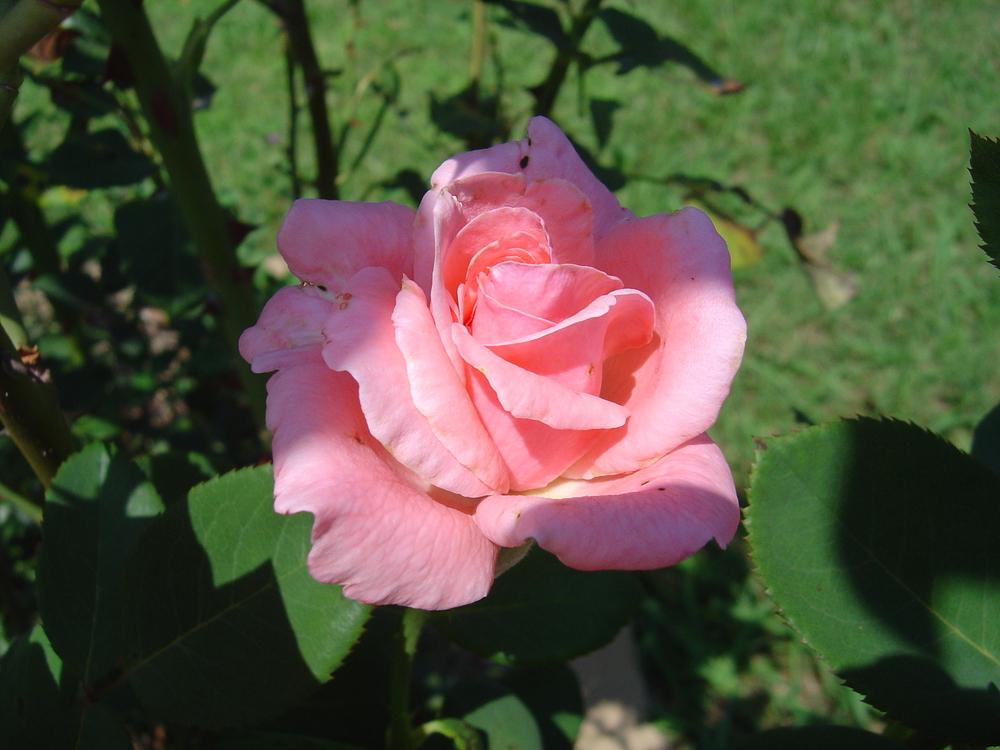 Photo of Rose (Rosa 'Queen Elizabeth') uploaded by GardensJohn