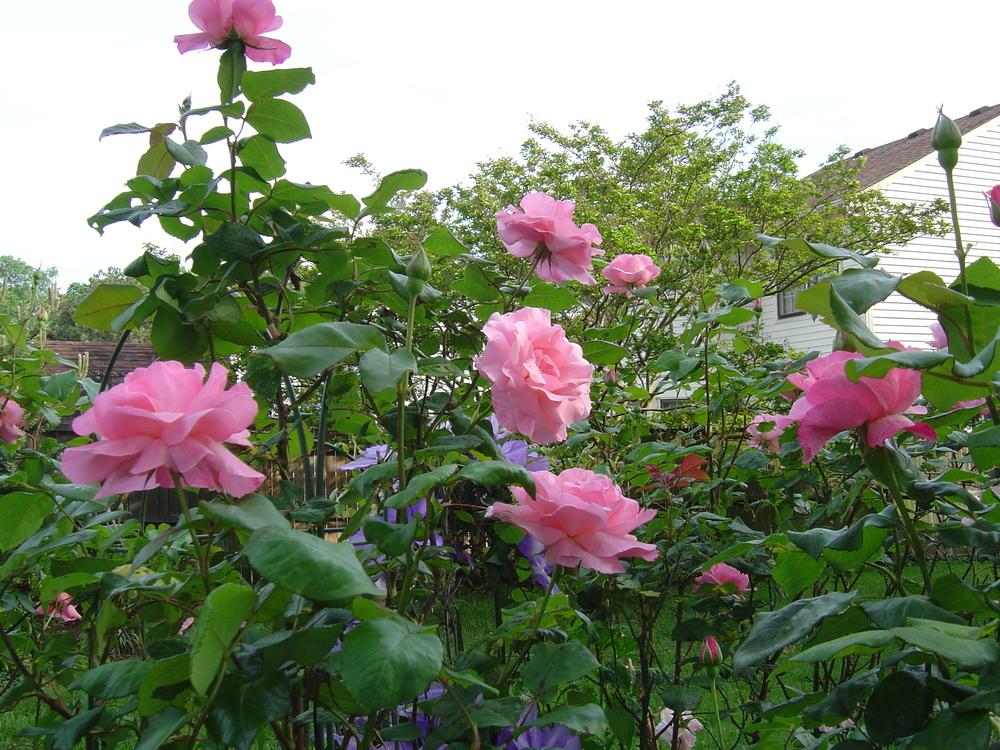 Photo of Rose (Rosa 'Queen Elizabeth') uploaded by GardensJohn