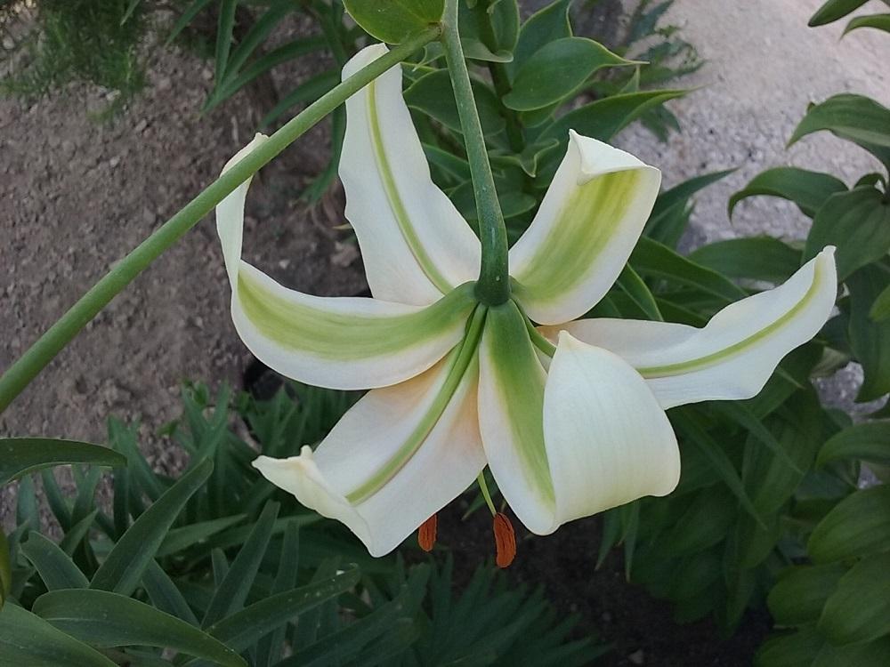 Photo of Lily (Lilium 'Lady Alice') uploaded by Lucius93