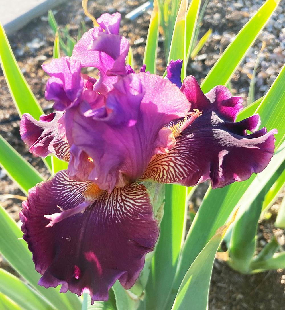 Photo of Border Bearded Iris (Iris 'Autumn Wine') uploaded by marysp