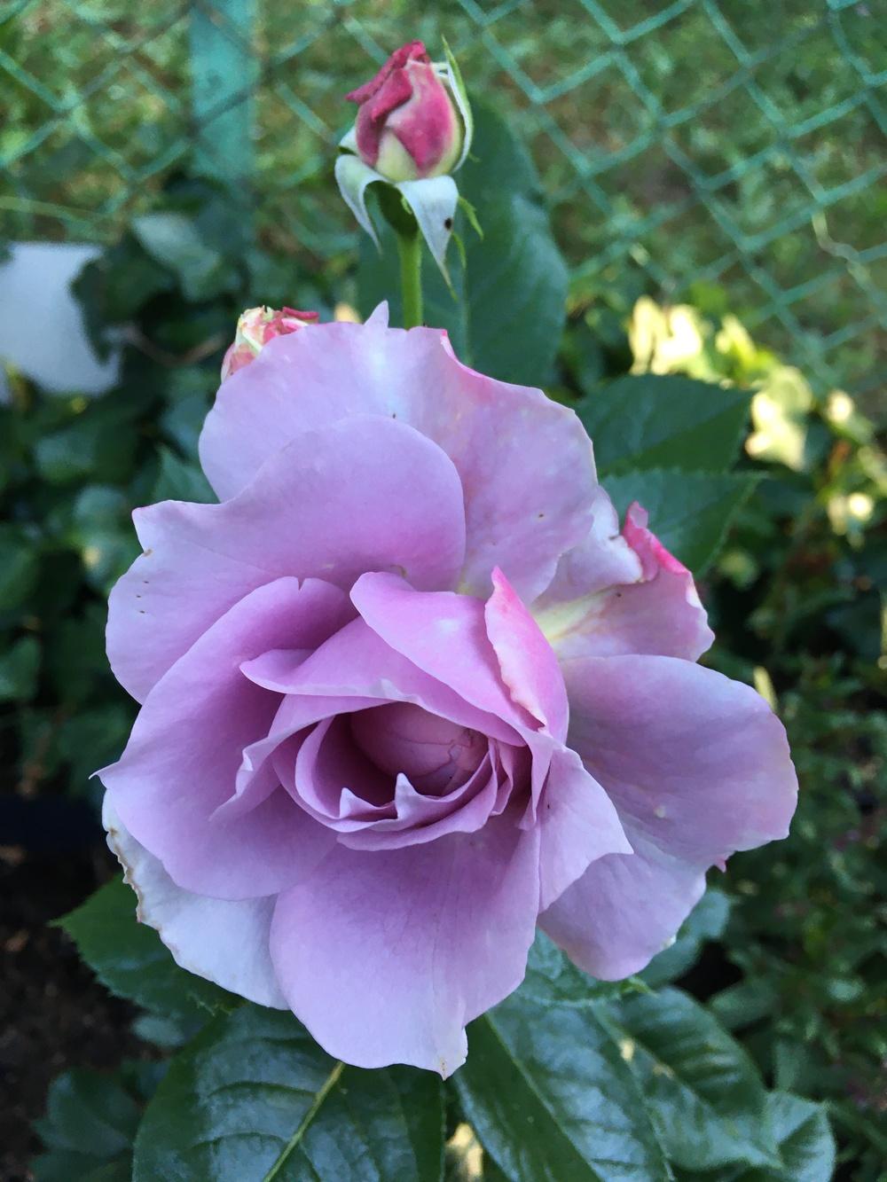 Photo of Rose (Rosa 'Novalis') uploaded by MargitVienna