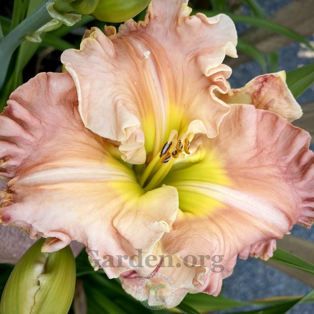 Photo of Daylily (Hemerocallis 'If You Loved Me') uploaded by springcolor