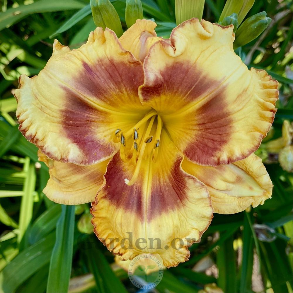 Photo of Daylily (Hemerocallis 'Last Fool Standing') uploaded by springcolor