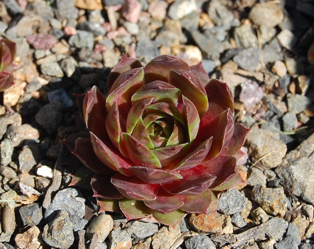 Photo of Hen and Chicks (Sempervivum 'Mother of Many') uploaded by valleylynn