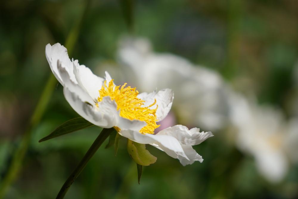 Photo of Peony (Paeonia lactiflora 'Krinkled White') uploaded by D3LL