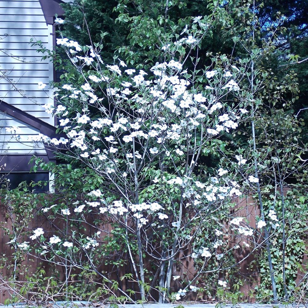 Photo of Flowering Dogwood (Cornus florida) uploaded by GardensJohn