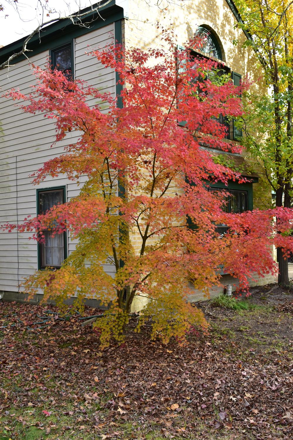 Photo of Japanese Maple (Acer palmatum) uploaded by GardensJohn