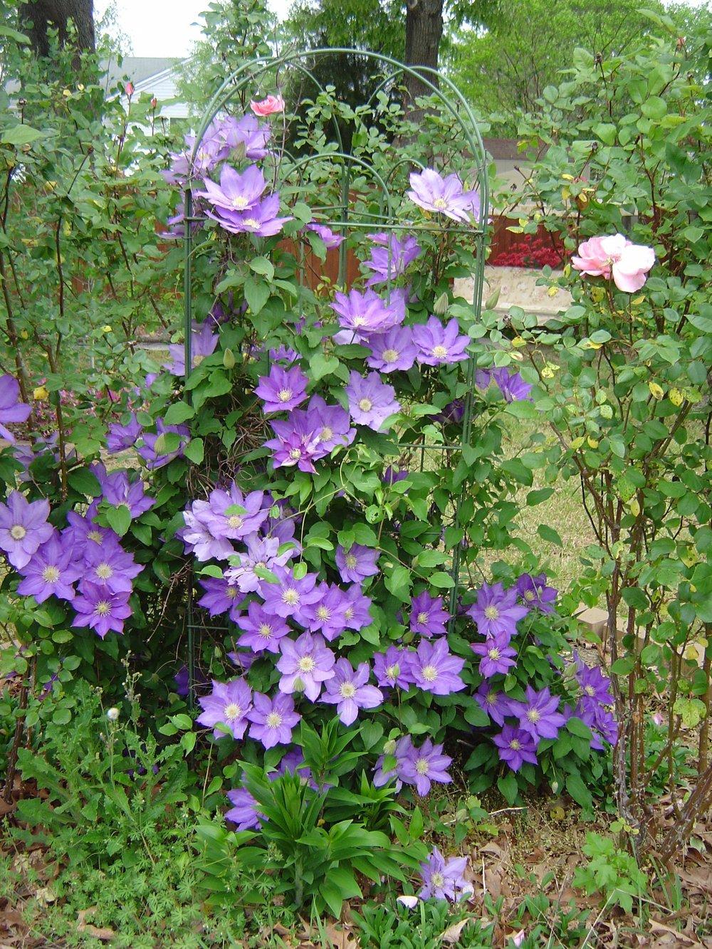Photo of Clematis 'H.F. Young' uploaded by GardensJohn